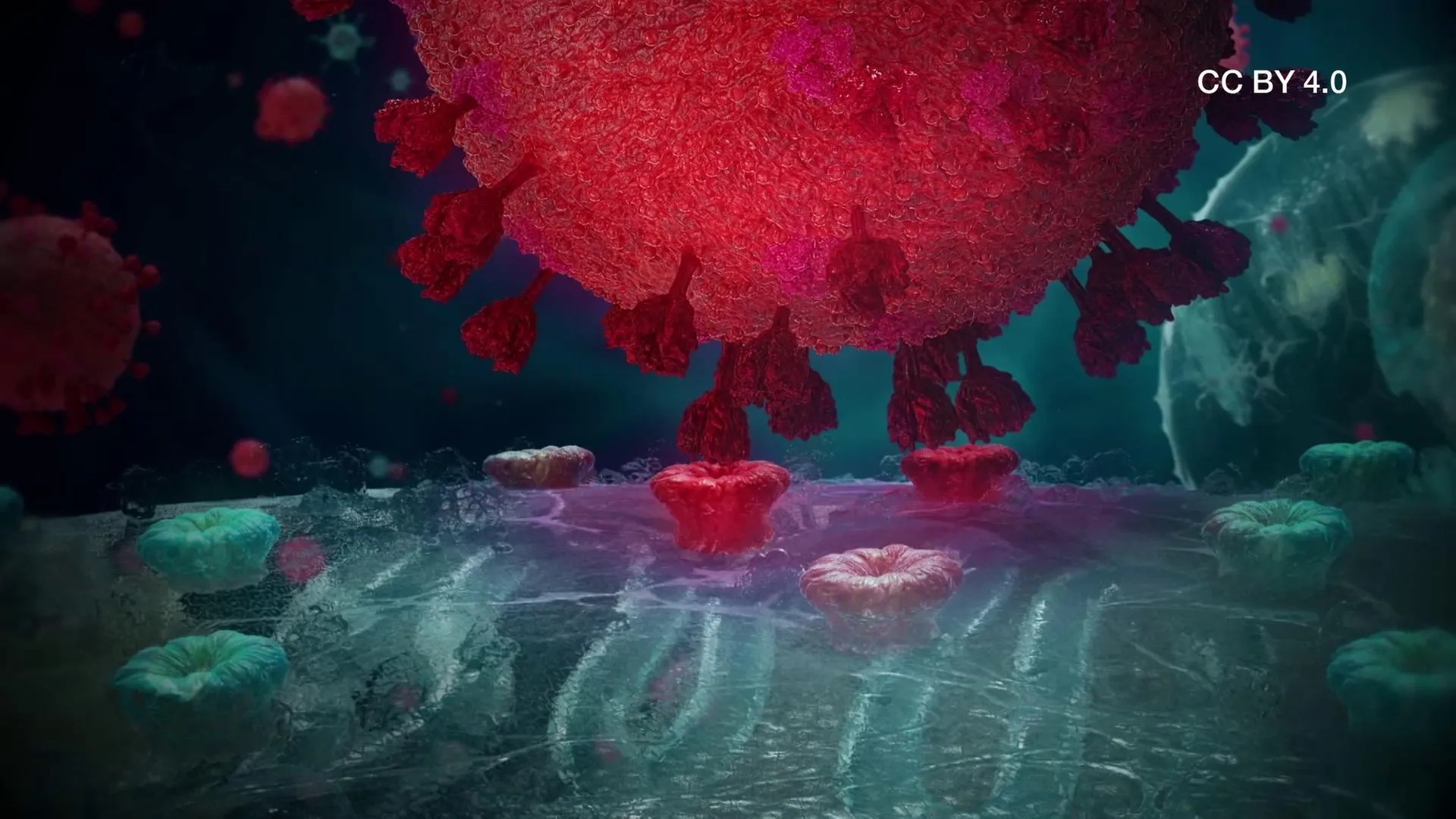 Schematische Darstellung eines Virusangriffs auf eine Zelle, mit Viren die an die Zelloberfläche andocken