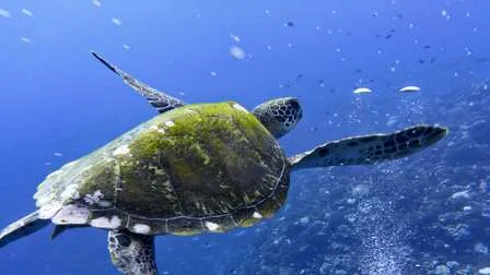 Schildkröten schwimmen im klaren, blauen Wasser vor der Küste von Moorea, Französisch-Polynesien, mit Blick auf die üppige grüne Insel.