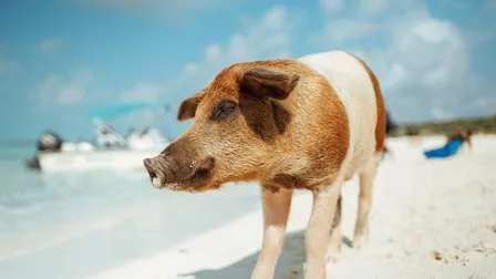 Schwimmende Schweine im klaren, flachen Wasser der Bahamas, umgeben von Touristen.