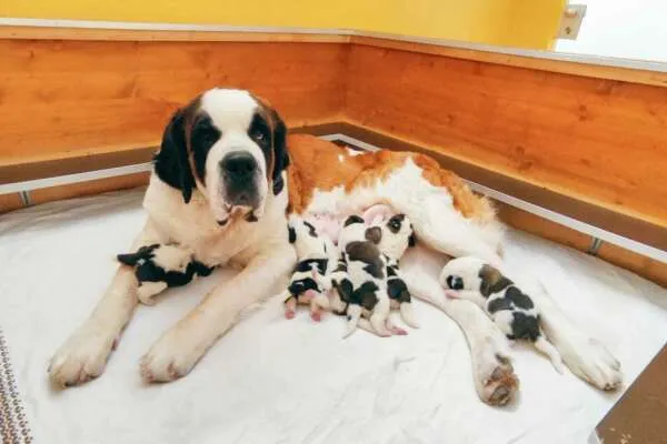 Sechs Bernhardiner Welpen schlafen friedlich in einer Wurfbox, umgeben von ihrer Mutter.