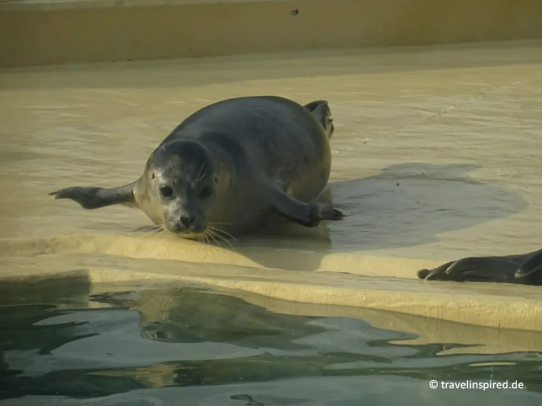 Seehund in der Seehundstation Norddeich, ein wichtiger Ort für Norddeutschland Unternehmungen mit Bildungsaspekt