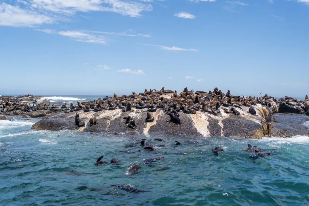 Seelöwen auf Duiker Island bei Hout Bay, ein beliebtes Ausflugsziel auf der Südafrika Garden Route