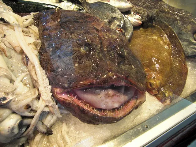 Seeteufel aus der Fischtheke