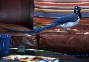 Seitenansicht eines Blauhähers, der die intensive blaue Farbgebung seines Gefieders und seine elegante Silhouette hervorhebt.