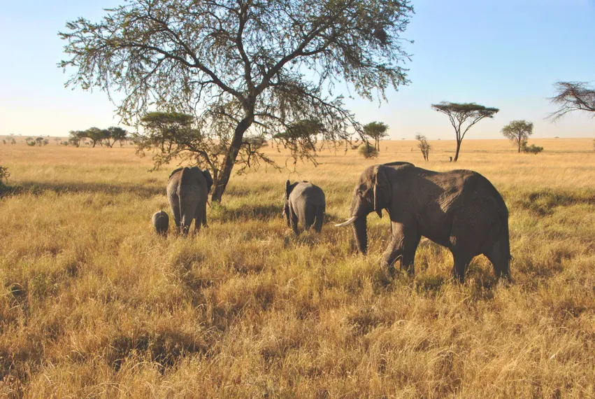 Serengeti Tansania Elefanten