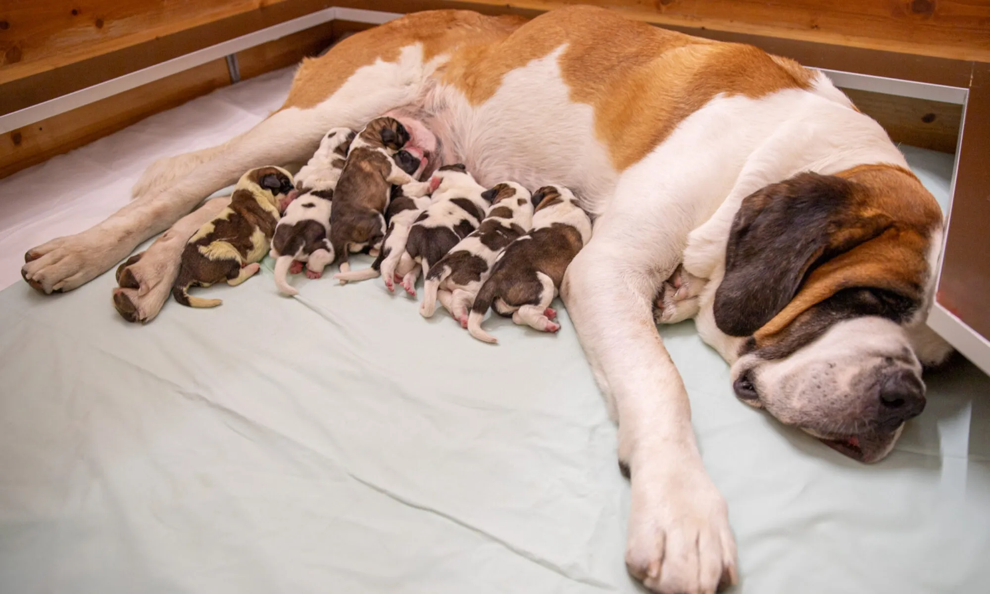 Sieben neugeborene Bernhardiner Welpen der Fondation Barry schlafen eng aneinandergekuschelt.