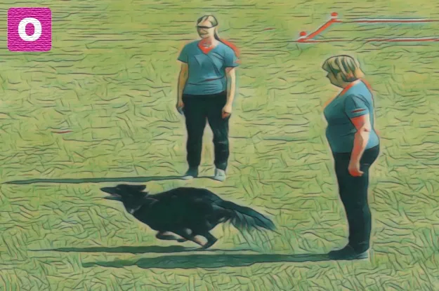 SKN Erwerbsseminar OBEDIENCE 