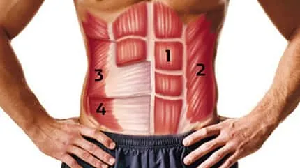 So sieht es unter Ihrer Bauchdecke aus