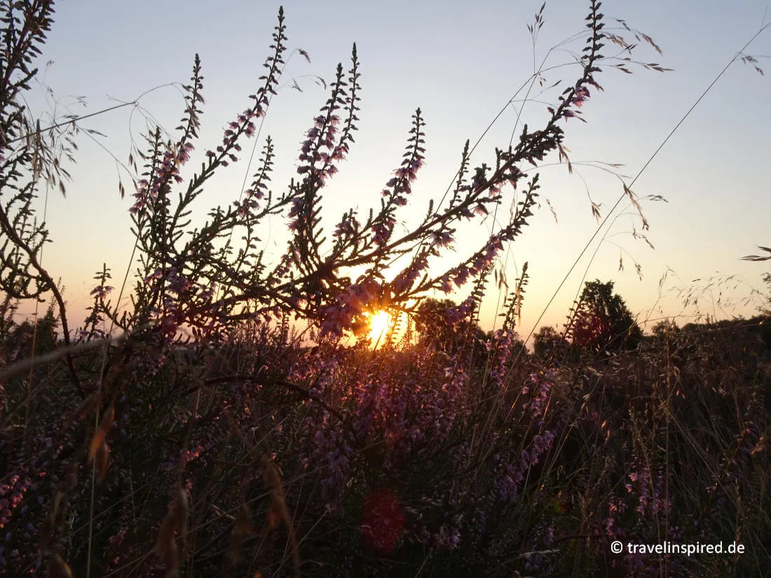 Sonnenaufgang über der Heidefläche im Totengrund