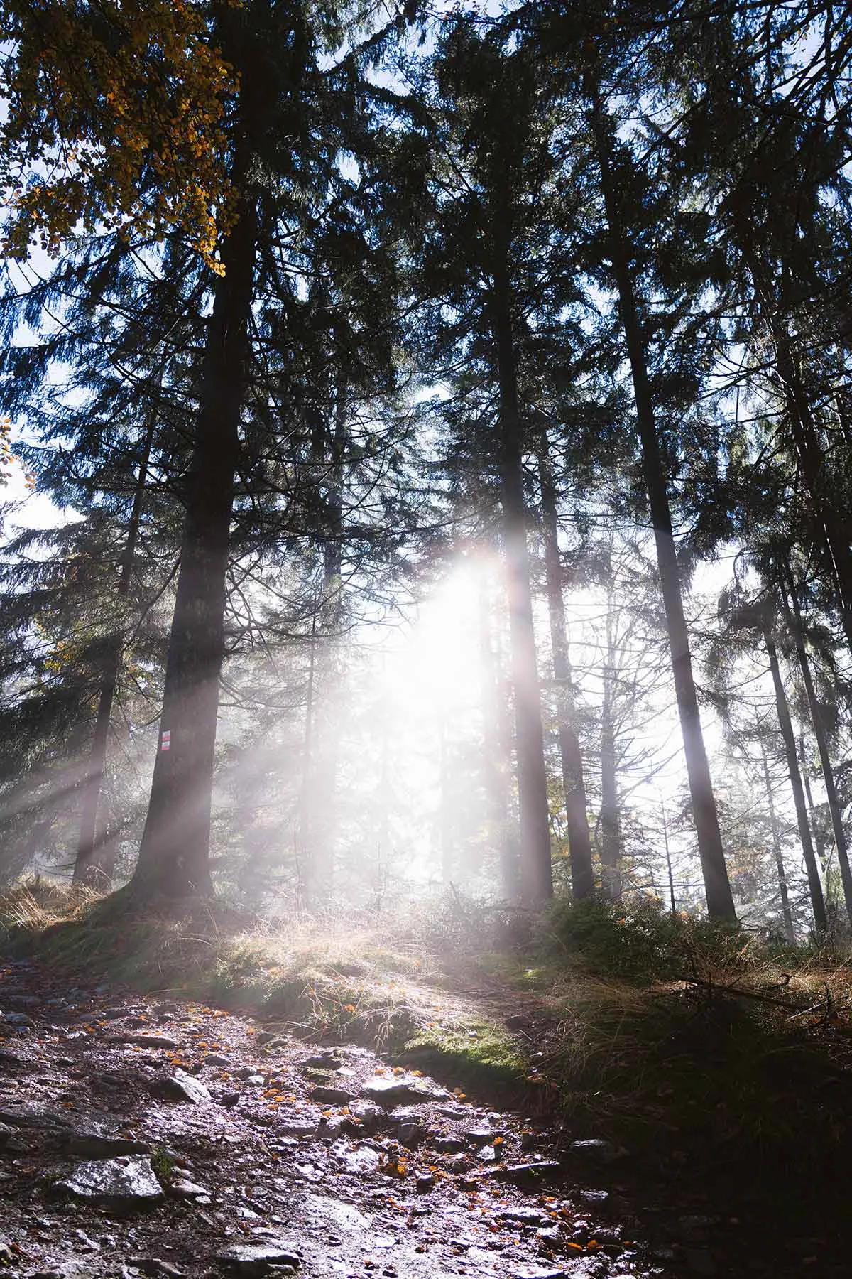 Sonnendurchfluteter Waldweg im Kaitersberg mit Nebelschwaden