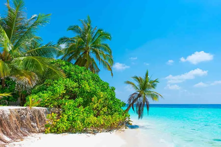 Sonniger Strand und Palmen für Ihren sonnenklar TV Traumurlaub