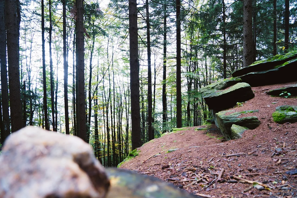 Sonniger Waldpfad mit Felsen am Kaitersberg nach dem Nebel
