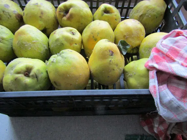 Sorgfältiges Abreiben des Flaums von frischen Quitten mit einem Baumwolltuch vor der Weiterverarbeitung zu Saft.