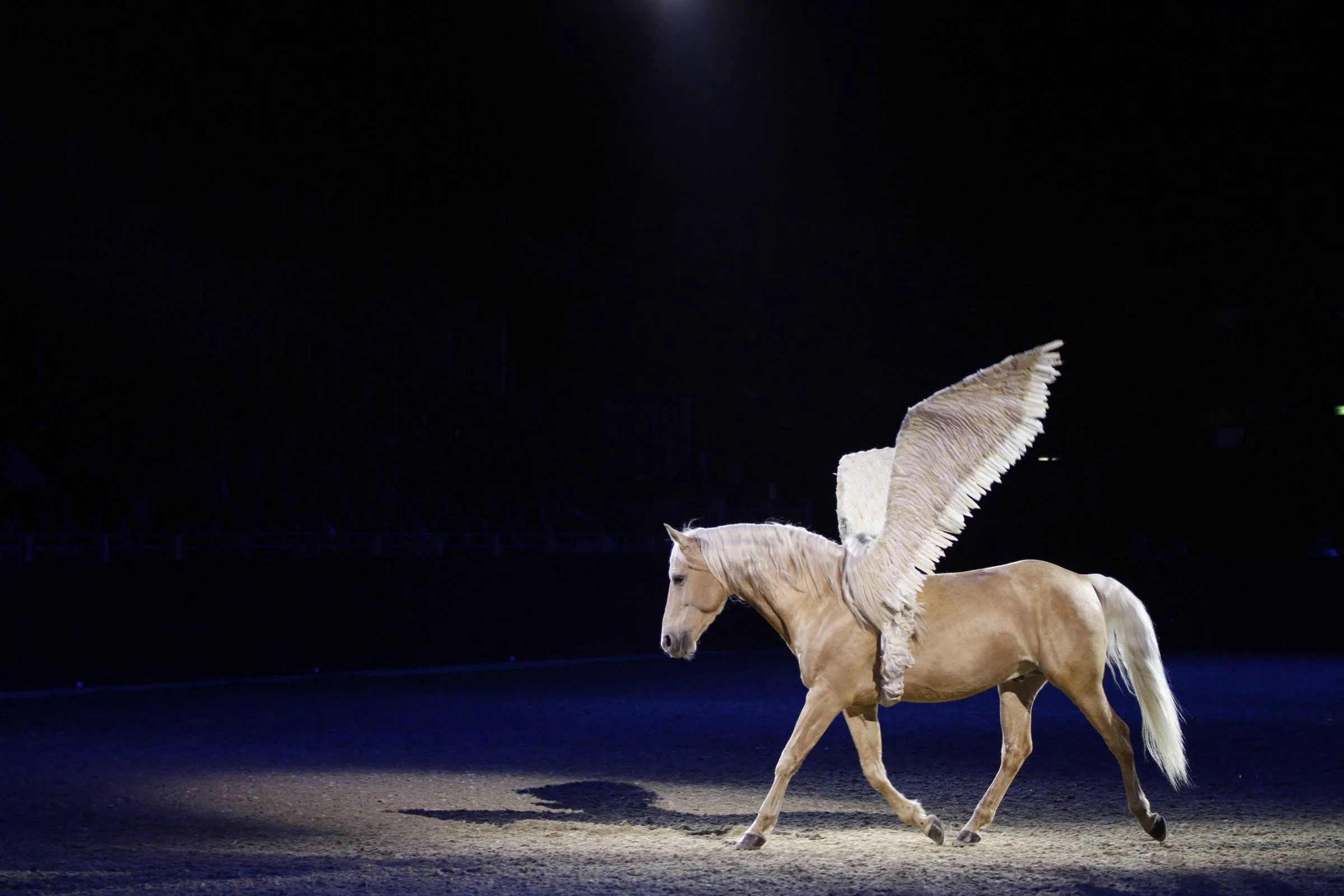 Spektakuläre Pferdeshow auf der Equitana Essen 2025 mit Reiter und Pferd in Aktion.