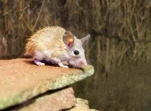 Stachelmaus mit stachelartigem Fell in einer Höhle