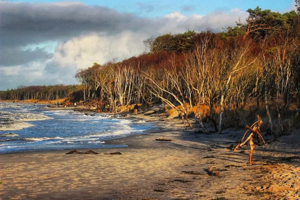 Stand mit Bäumen Darss
