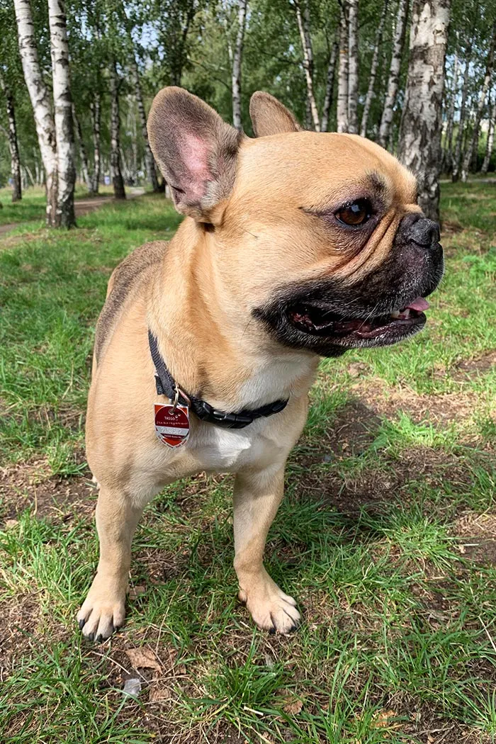 Stapel hausgemachter Hundekekse in Knochenform, bereit zum Verzehr