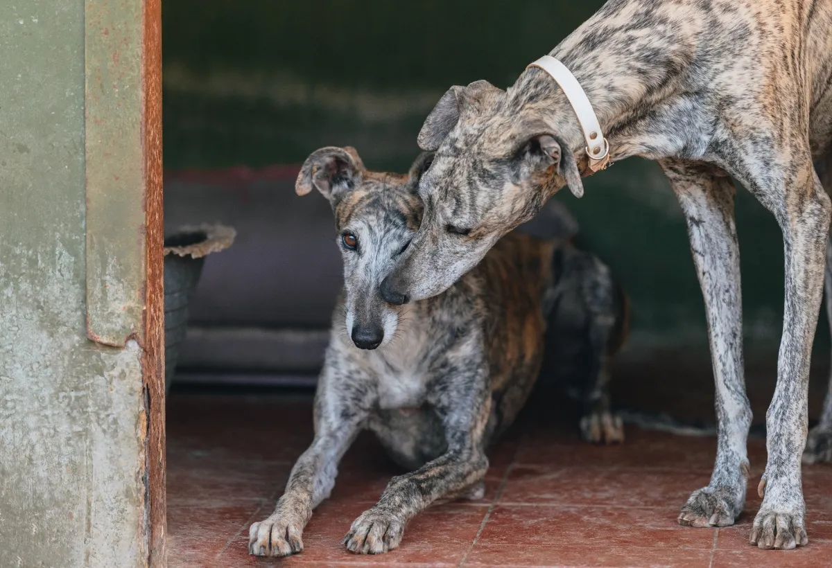 Stapel von Hundefutterbeuteln in einem Tierheim, symbolisiert die dringend benötigten Spenden für die Ernährung der geretteten Jagdhunde