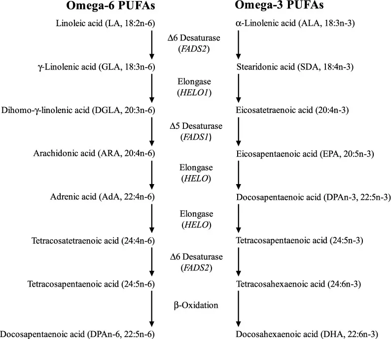 Stoffwechselwege von n-6 und n-3 PUFA sowie Lipidmediatoren aus ARA, DHA und EPA im Gehirn