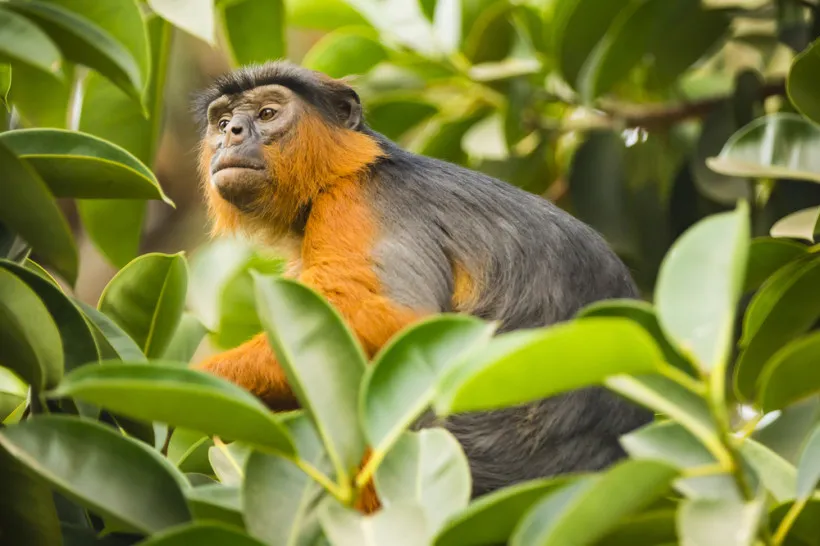 Strand in Gambia mit Palmen und Fischerbooten, ein entspanntes Afrika-Ziel