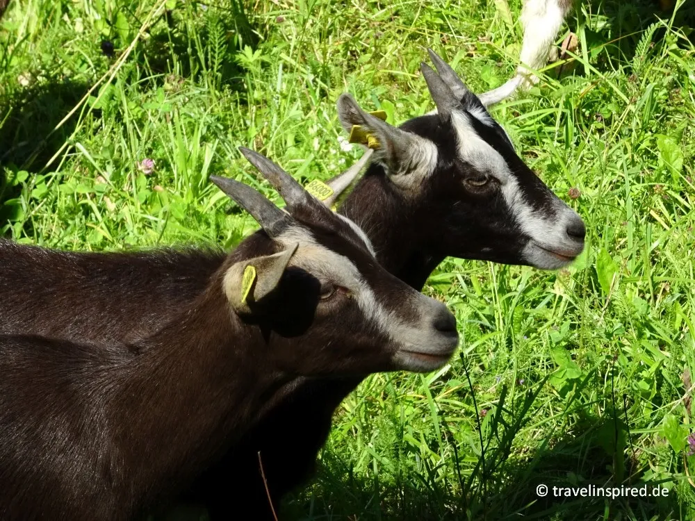 Süße Ziegen grasen auf einer Wiese im Nürnberger Land während einer Wanderung