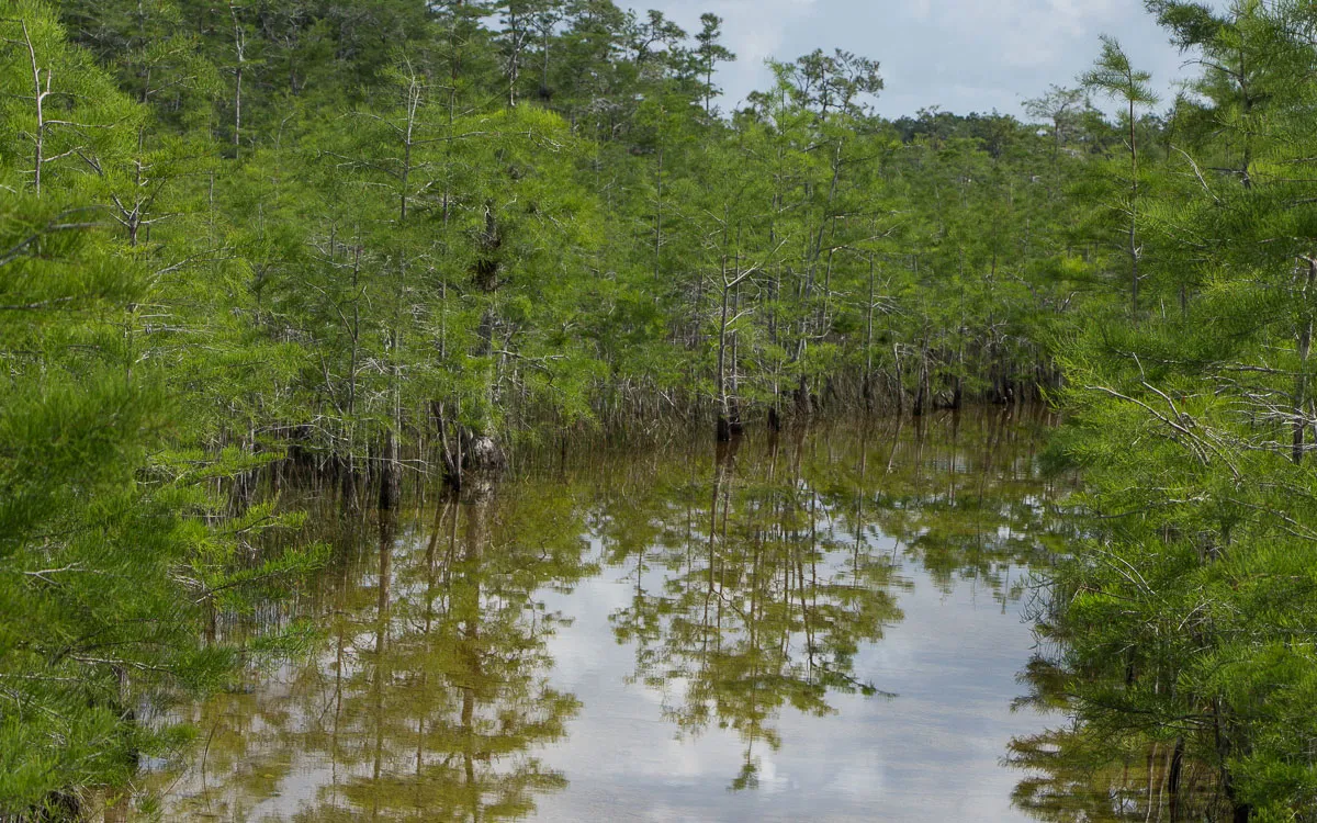 Swamp Buggy Tour im Big Cypress Nature Preserve