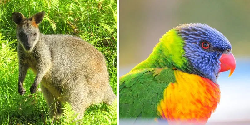 Sydney Opera House, Australien