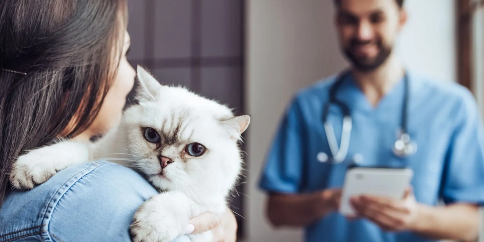 Symbolbild für eine Katzenkrankenversicherung, relevant für die Gesundheit und die Impfungen junger Katzen.