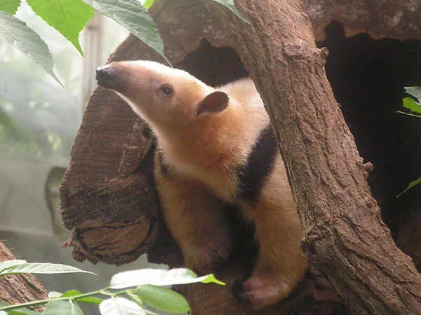 Tamandua tetradactyla im Zoo Krefeld