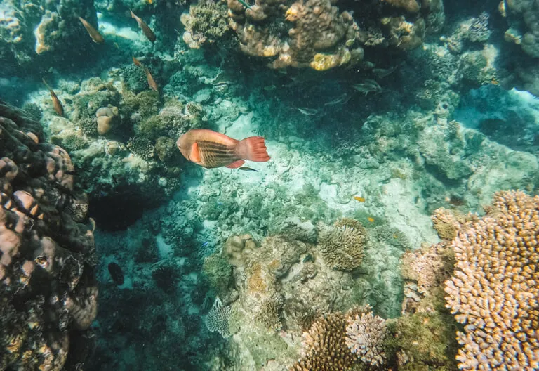 Taucherin erkundet ein Korallenriff in Ägypten, Rotes Meer