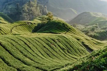 Teeplantagen in den Cameron Highlands in Malaysia