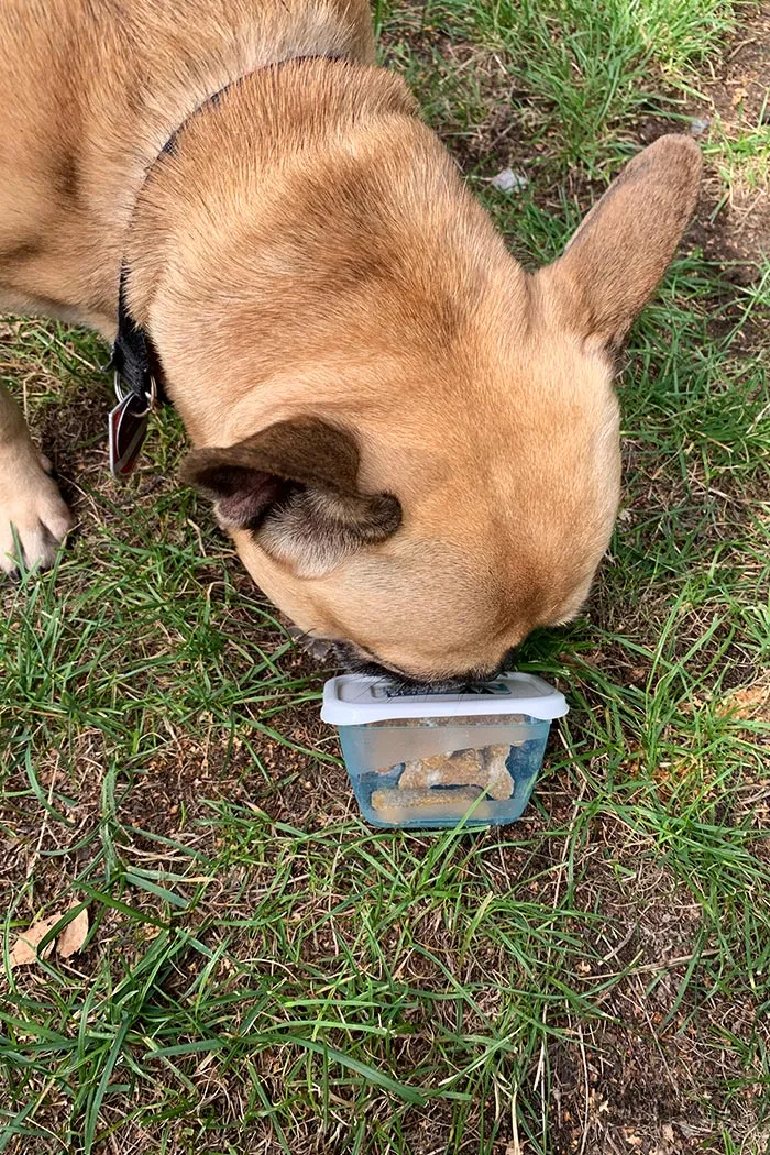 Teig für Hundekekse wird auf einer bemehlten Fläche ausgerollt