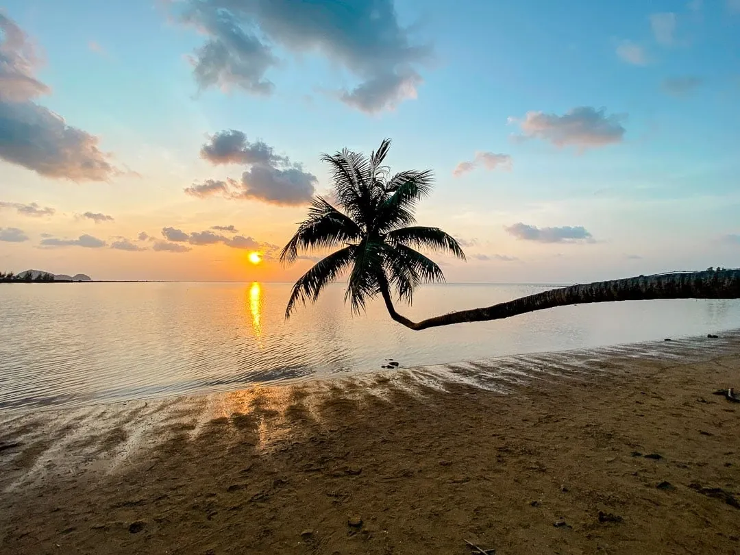 thailand koh phangan strand mit palmen