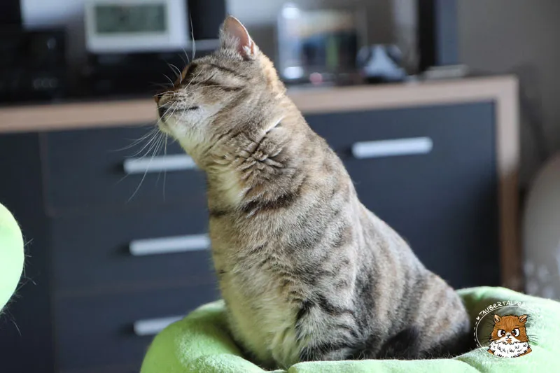 Tigerkatze C.O. im alten Kratzbaum, bereit für den Wechsel zu Kirstins Kratzbäume