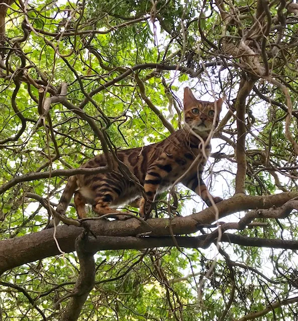 Timur beobachtet die Umgebung von oben.