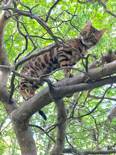 Timur, der junge Bengal-Kater, beim Klettern.