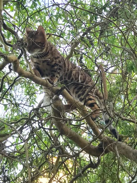 Timur, der stolze Baumbewohner.