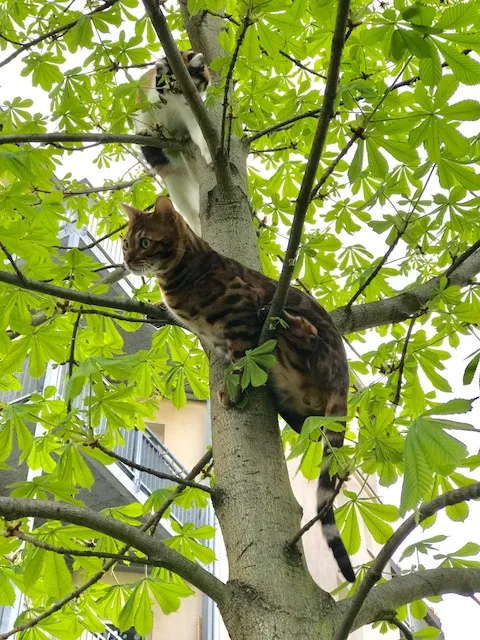 Timur lernt das Klettern mit Hilfe von Luna.
