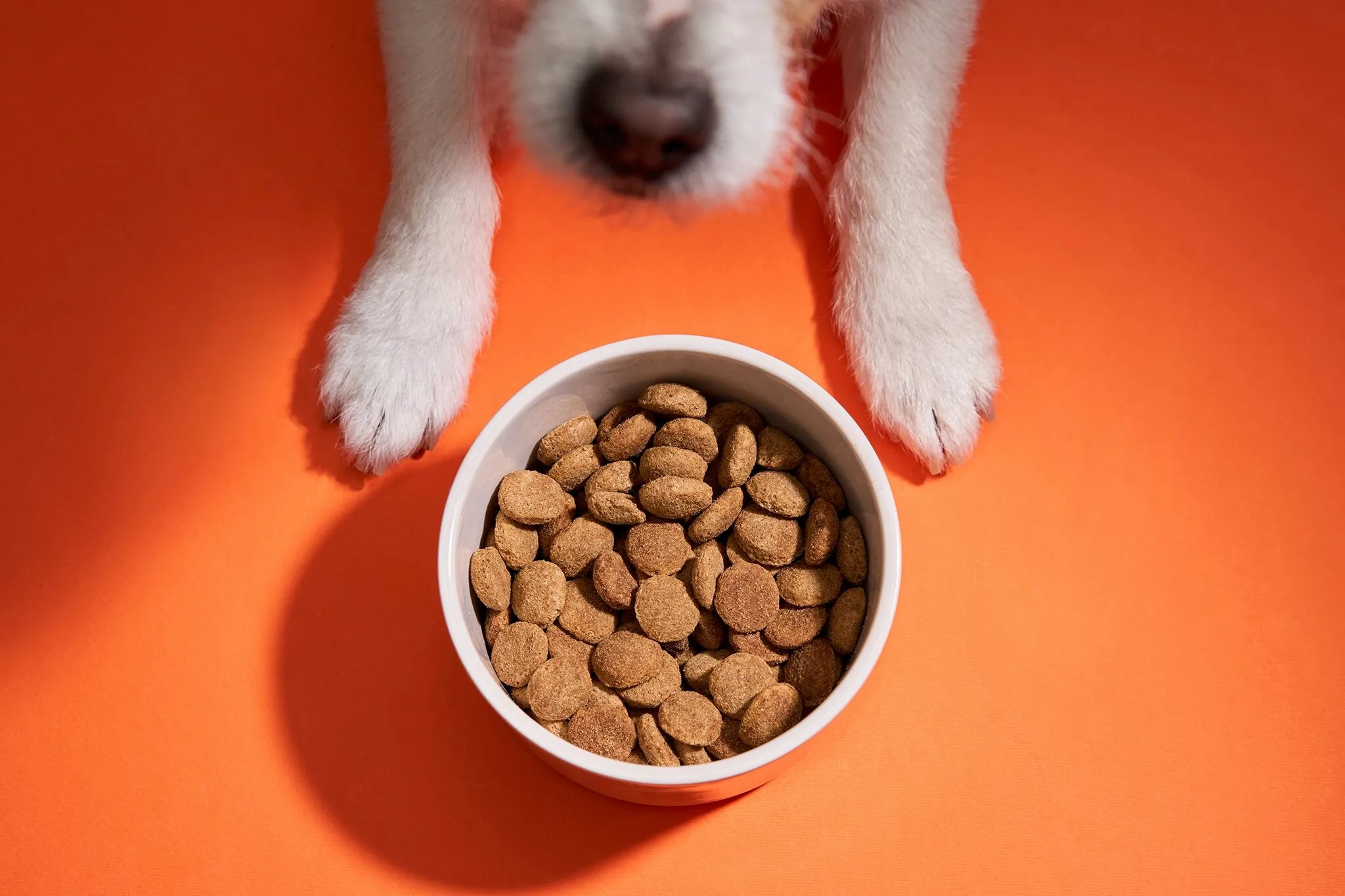 Trockenfutter für Hunde im Test