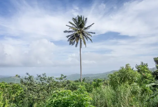 Tropische Vegetation im Landesinneren der Dominikanischen Republik