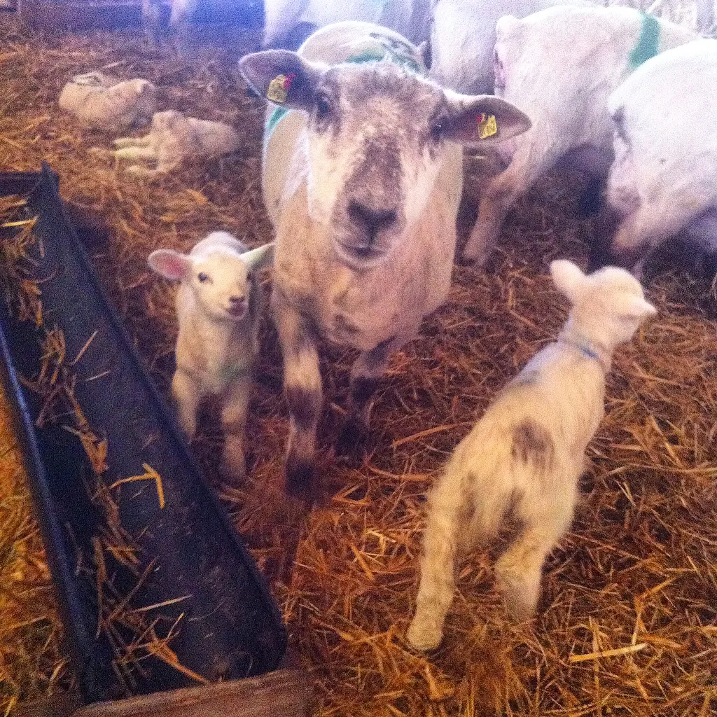 Überall Schafe! Ein Paradies für Tierliebhaber.