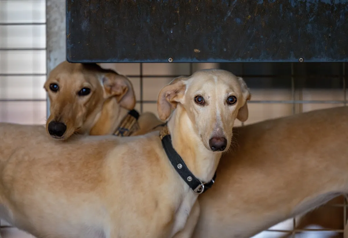 Überfülltes Tierheim mit zahlreichen Galgos und Podencos, die auf Hilfe und ein neues Zuhause warten