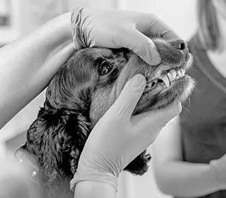 Unfallversicherung für Tierärzte