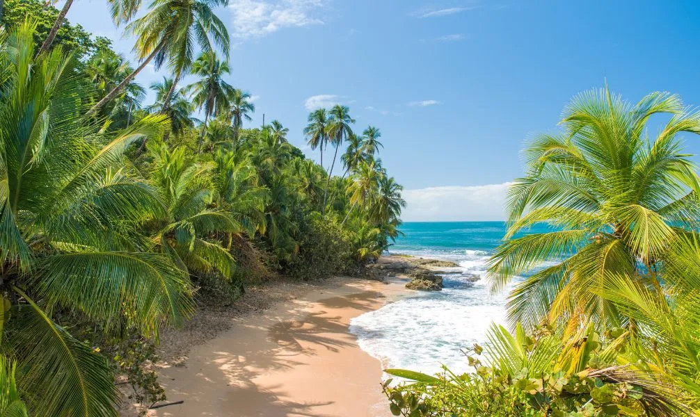 Üppiger Regenwald und Strand in Costa Rica als Weihnachtsreiseziel
