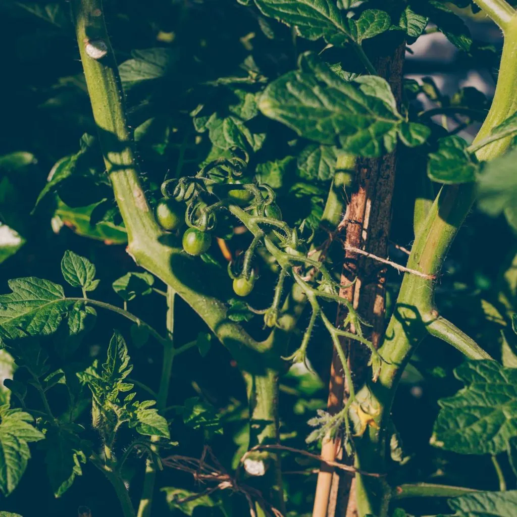 Üppiges Grün und verschiedene Gemüsesorten in einem gut gepflegten Hochbeet