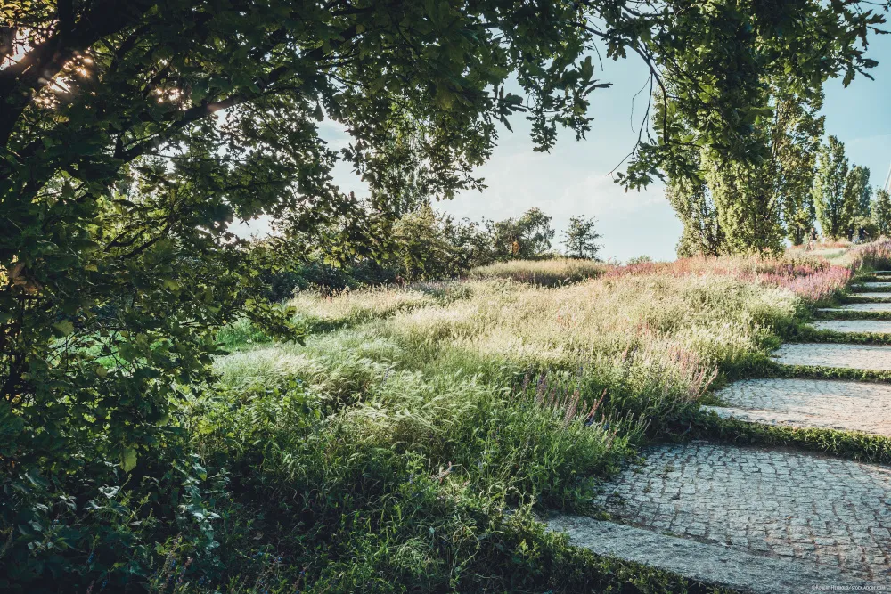Üppiges Grün und wilde Natur neben Treppen im Mauerpark Berlin, ein Hotspot urbaner Biodiversität
