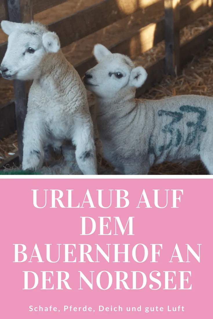 Urlaub auf dem Bauernhof in der Schäferei Rolfs in Büsum: Ein unvergessliches Erlebnis für Familien mit Kindern direkt an der Nordsee.