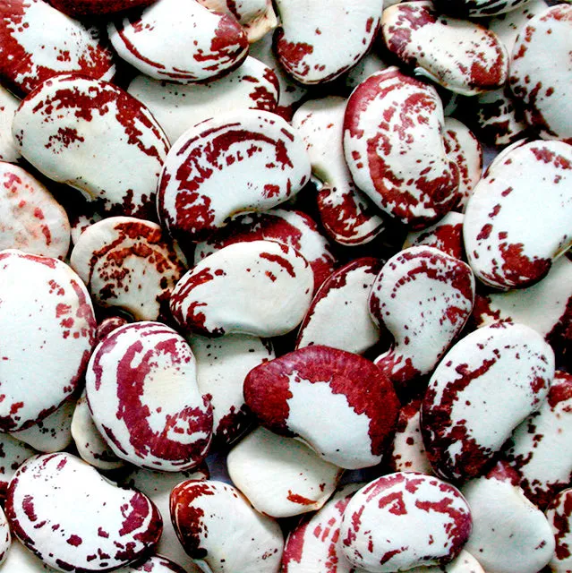 Valencianische Garrofons