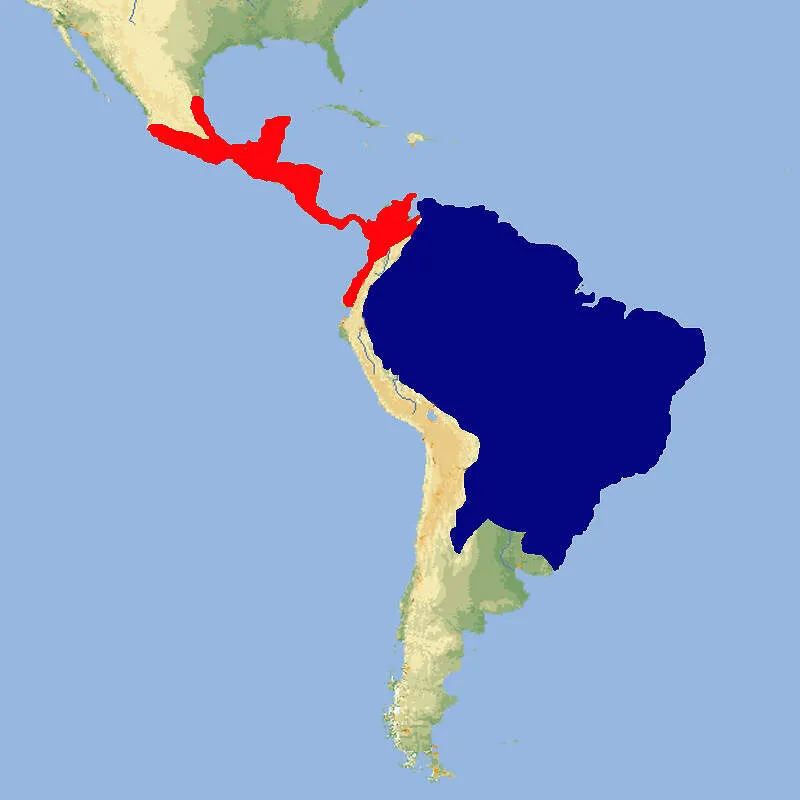 Verbreitungskarte der Kleinen Ameisenbären