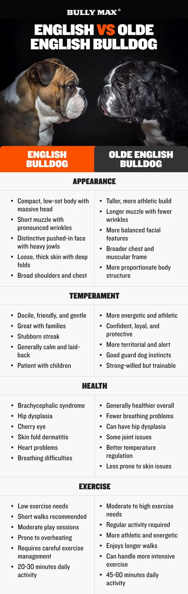Vergleich Englische Bulldogge vs. Olde English Bulldogge